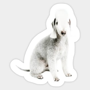 Bedlington Terrier Sticker